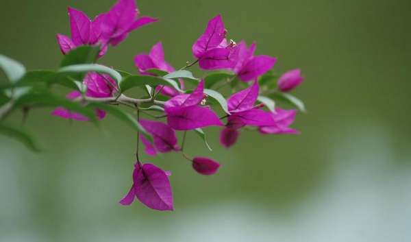 The entrance time of Bougainvillea