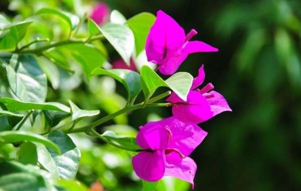 Triangular Spend Time Decision
