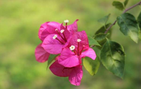 determination of flowering time of Prunus deltoides