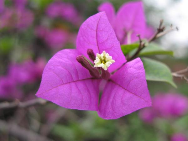 determination of flowering time of Prunus deltoides