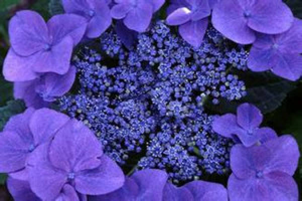 A horticultural variety of violet
