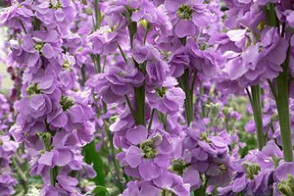 A horticultural variety of violet