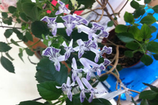 gardening violet