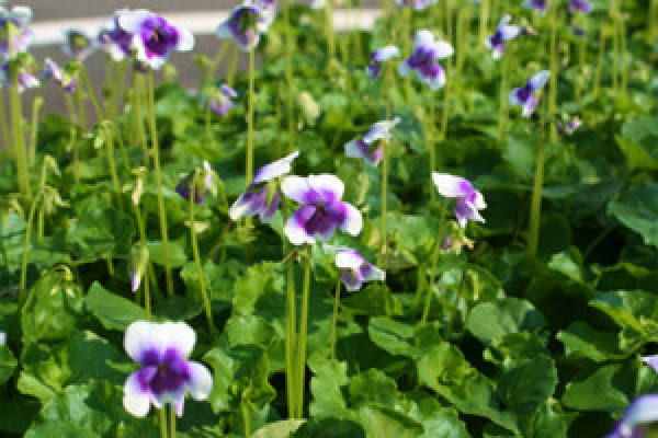 gardening violet