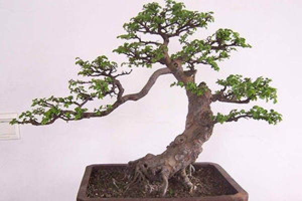 Potted money tree soil