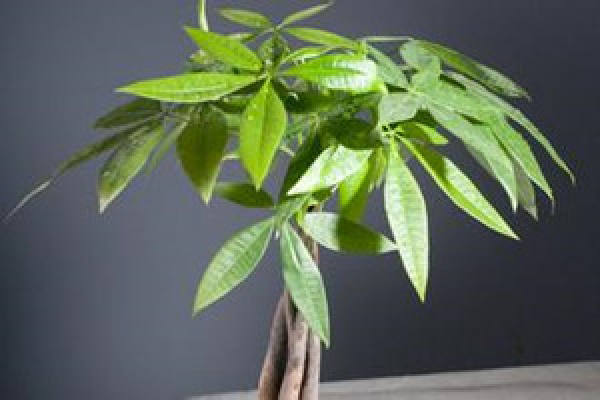 Potted money tree soil