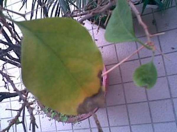Bougainvillea leaf spot