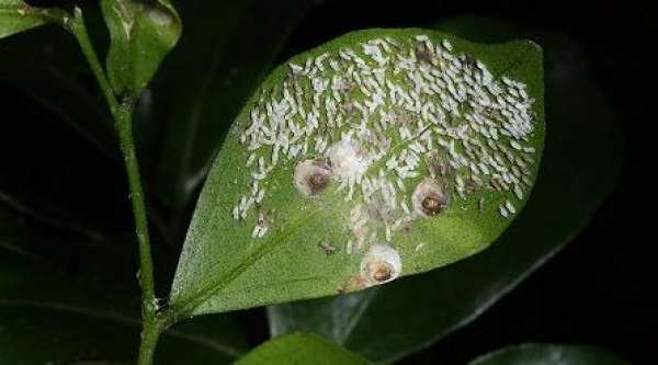 Bougainvillea leaf spot