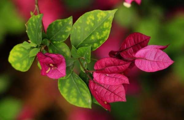 Bougainvillea