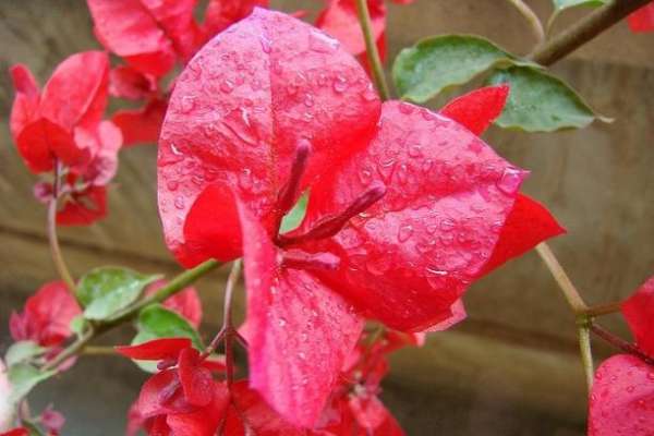 Bougainvillea