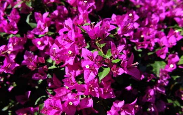 Bougainvillea