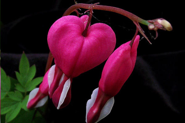 Dicentra japonica