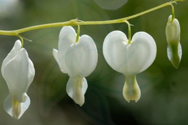 Dicentra japonica