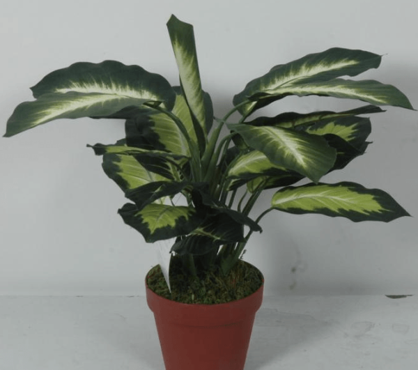 potted Rohdea japonica