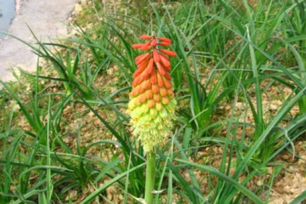 Soil of the torch flower