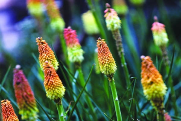 soil of torch flower