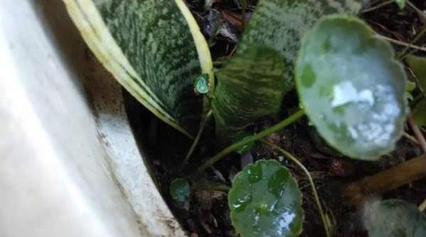 Prepare Sansevieria trifasciata plant