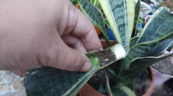 Prepare Sansevieria trifasciata plant