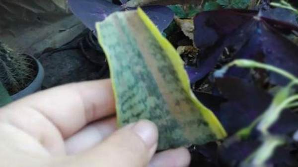 Prepare Sansevieria trifasciata plant