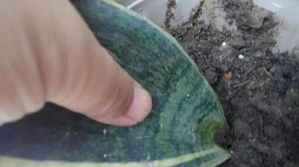 Prepare Sansevieria trifasciata plant