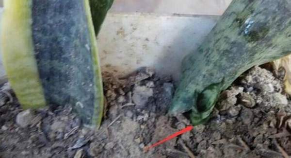 Prepare Sansevieria trifasciata plant