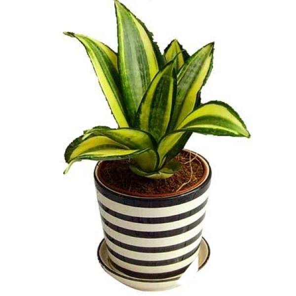 Spring Curing of Sansevieria trifasciata