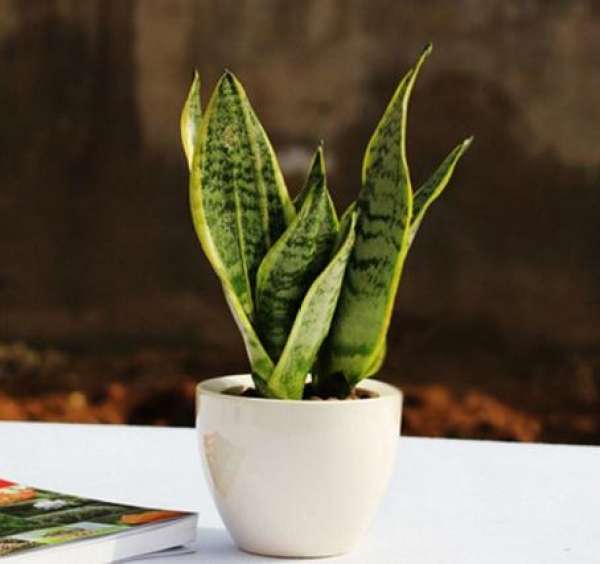 Spring Curing of Sansevieria trifasciata