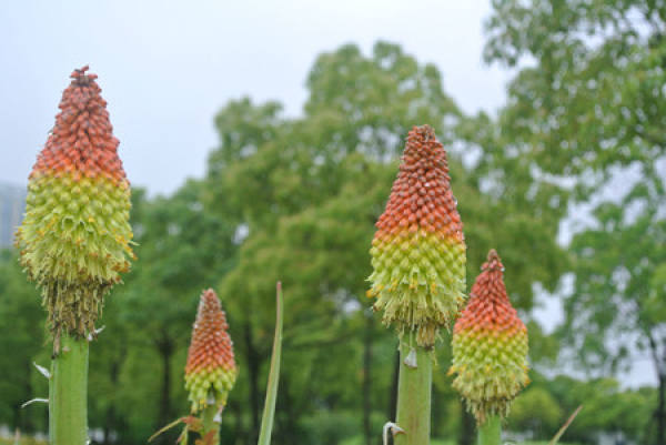 The blooming torch flower