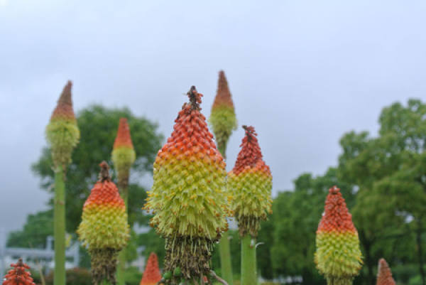 The blooming torch flower