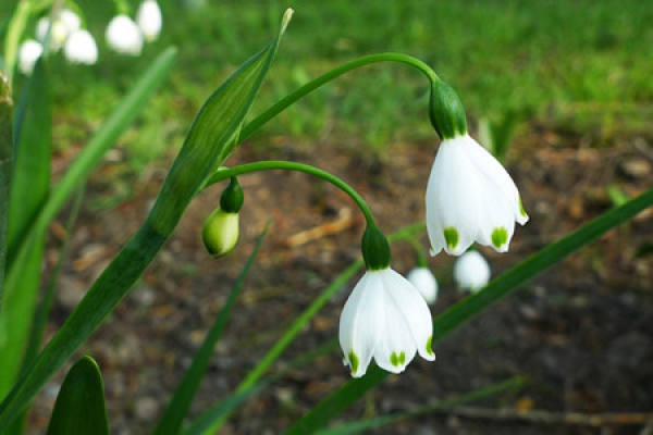 Blooming Lily of the Valley