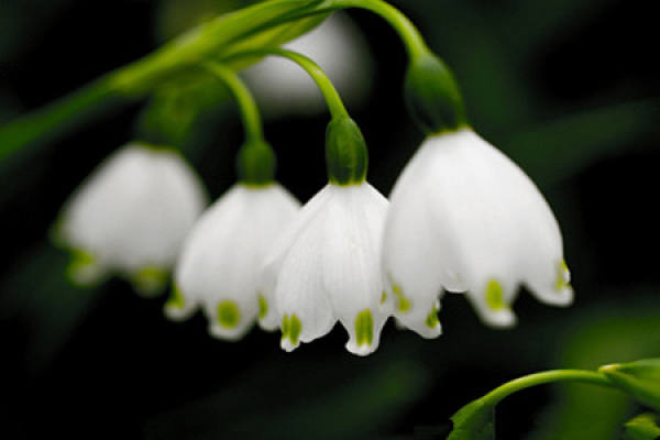 Blooming Lily of the Valley