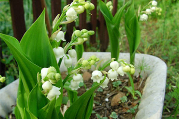 Blooming Lily of the Valley