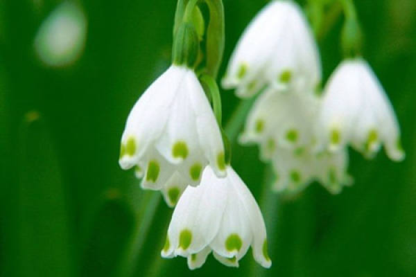 Blooming Lily of the Valley