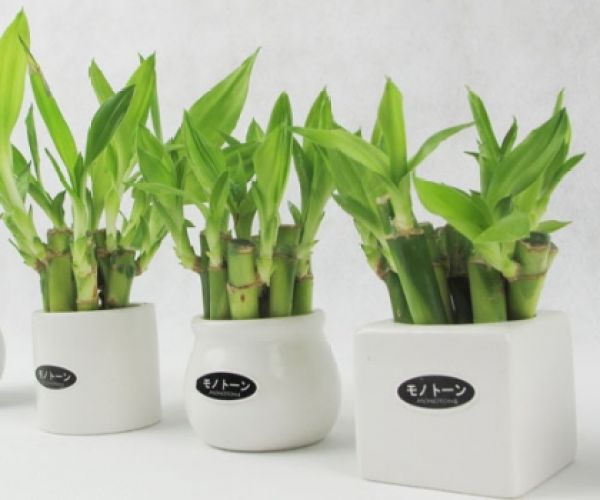 Light and Temperature Requirements of Dracaena sanderiana