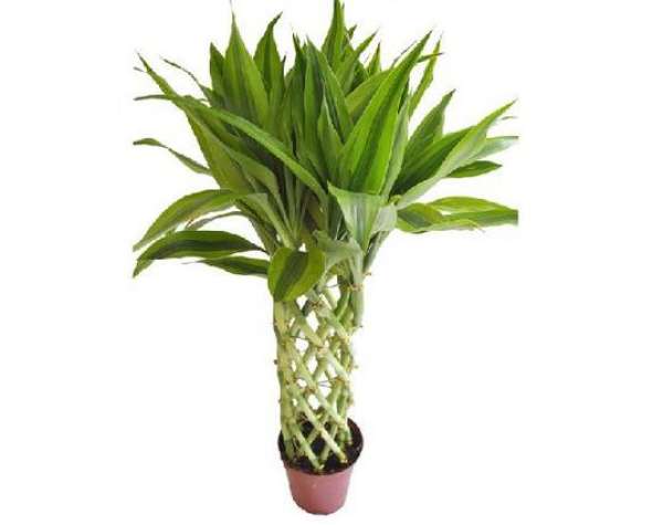 Light and Temperature Requirements of Dracaena sanderiana