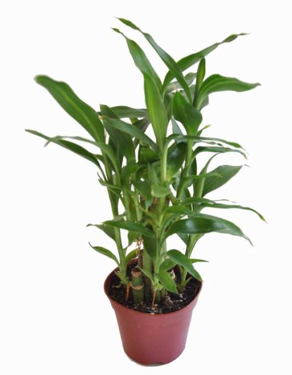 maintenance method of rich and precious bamboo in winter