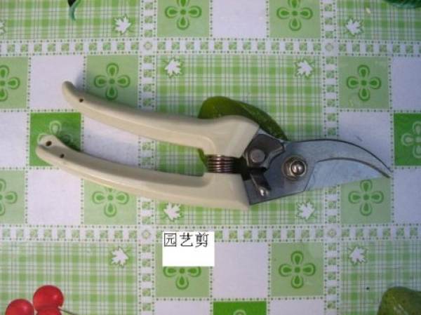 Rich bamboo in need of pruning Rich bamboo in need of pruning