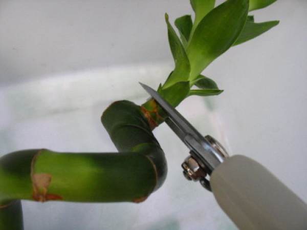 Rich bamboo in need of pruning Rich bamboo in need of pruning