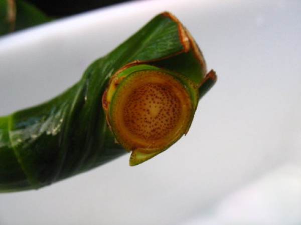 Rich bamboo in need of pruning Rich bamboo in need of pruning