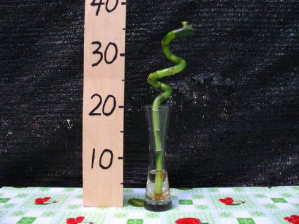 Rich bamboo in need of pruning Rich bamboo in need of pruning