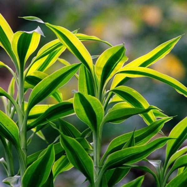 gold heart, Lucky Bamboo