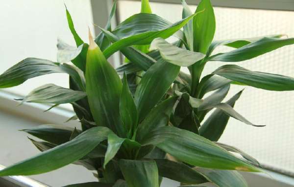 Bamboo jungle type bonsai