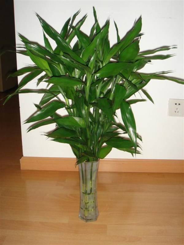 Bamboo jungle type bonsai
