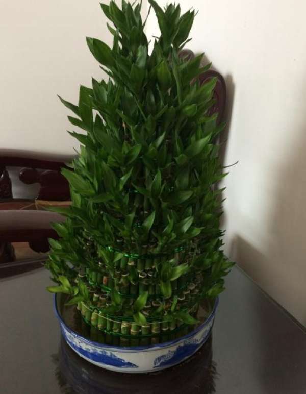 bamboo forest bonsai