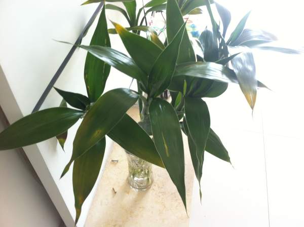 Leaf yellowing in hydroponics: a water quality problem