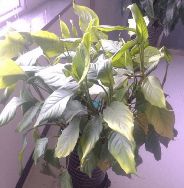 A cold evergreen
