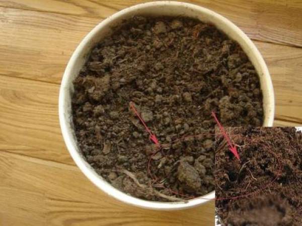 Planting material