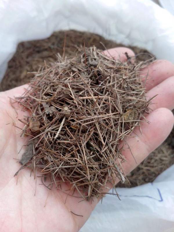 Planting material