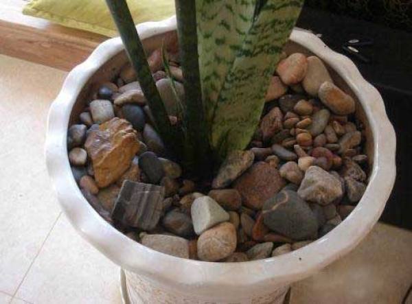 Planting material