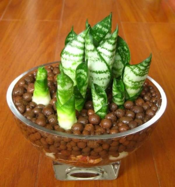 Phnom Penh snake plant